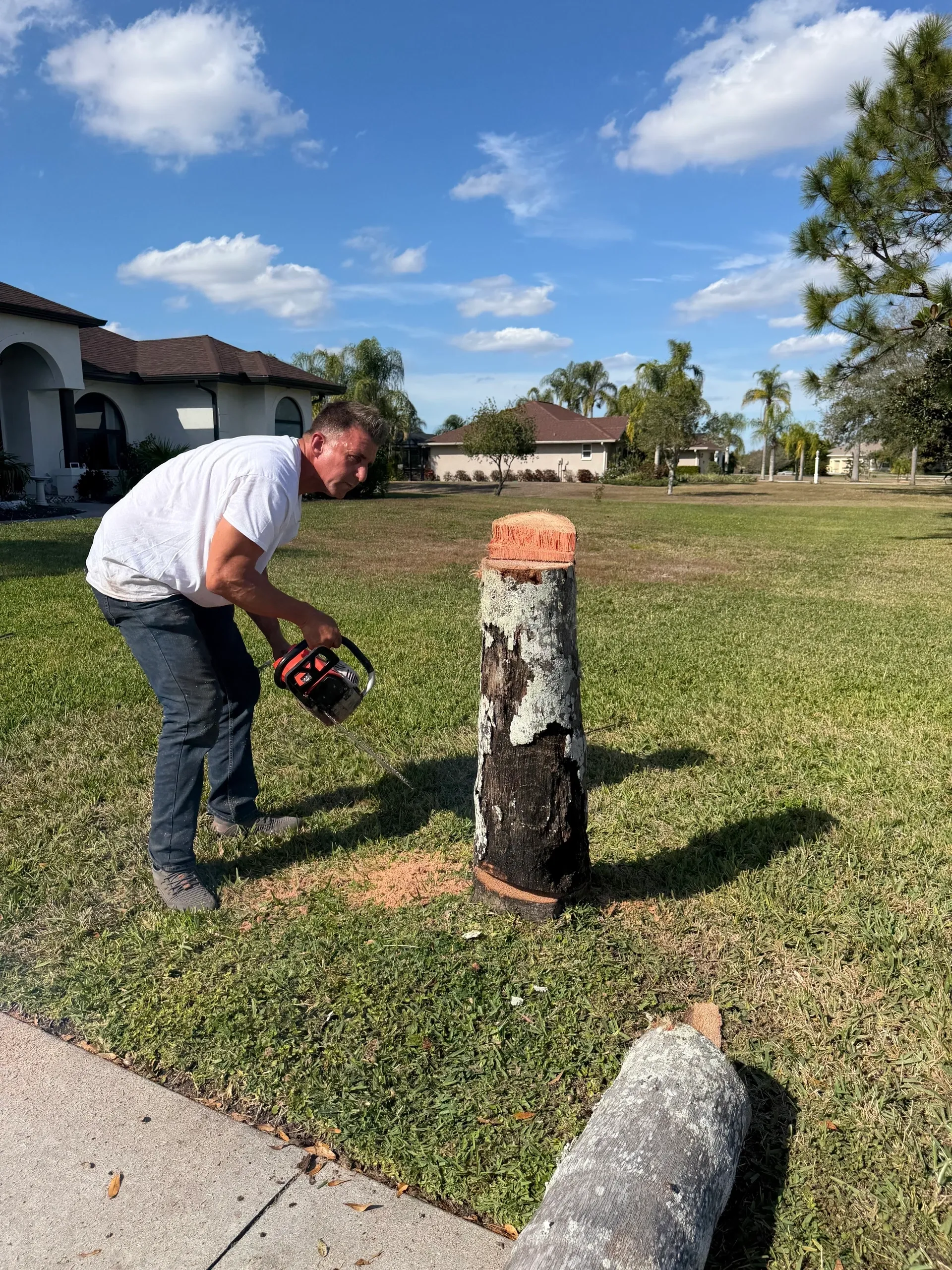 KJ Tropical Palm professional stump removal equipment.