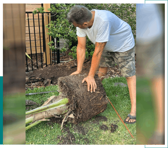 Man removing palm tree root ball