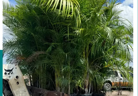 Several palm plants in pots ready for planting outdoors.