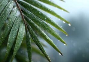 Glistening raindrops on green palm frond