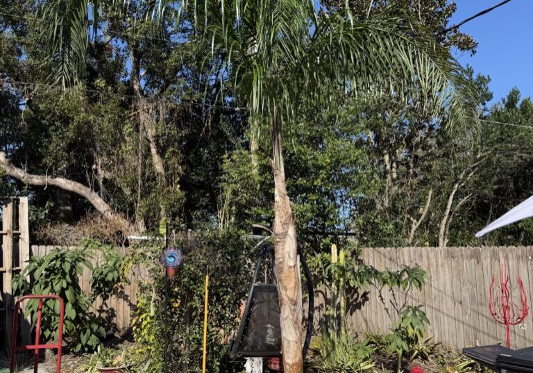 Single palm tree in sunny backyard garden