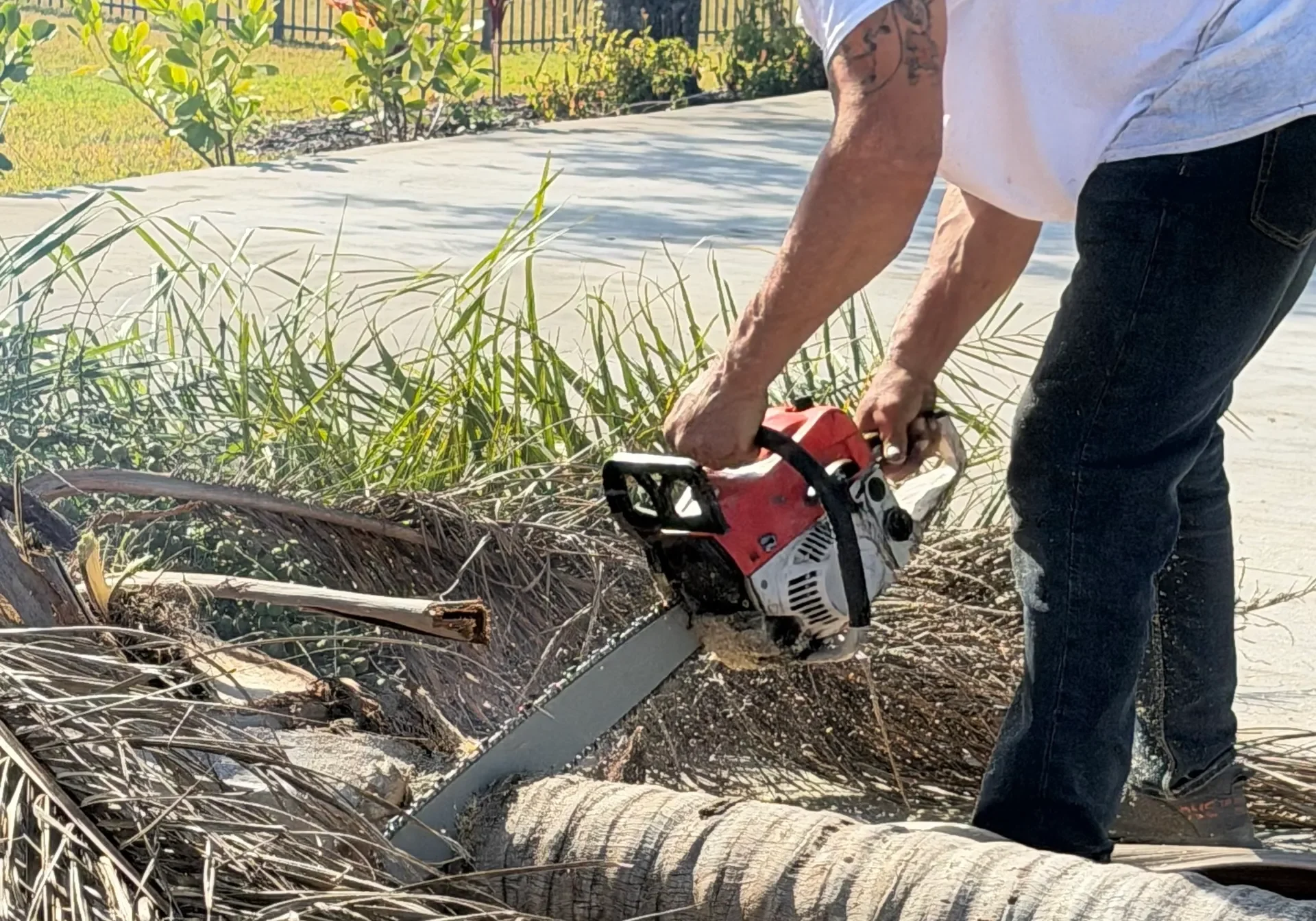 Person cutting fallen palm tree with chainsaw