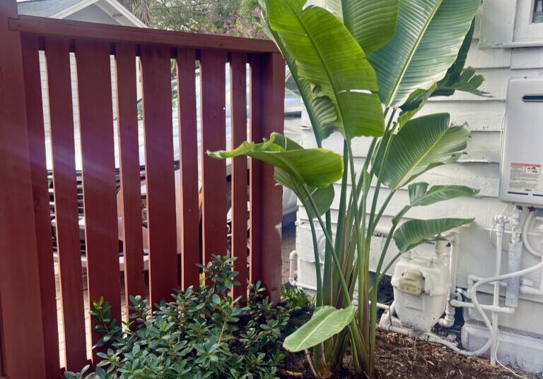 Tropical banana plant beside white house fence