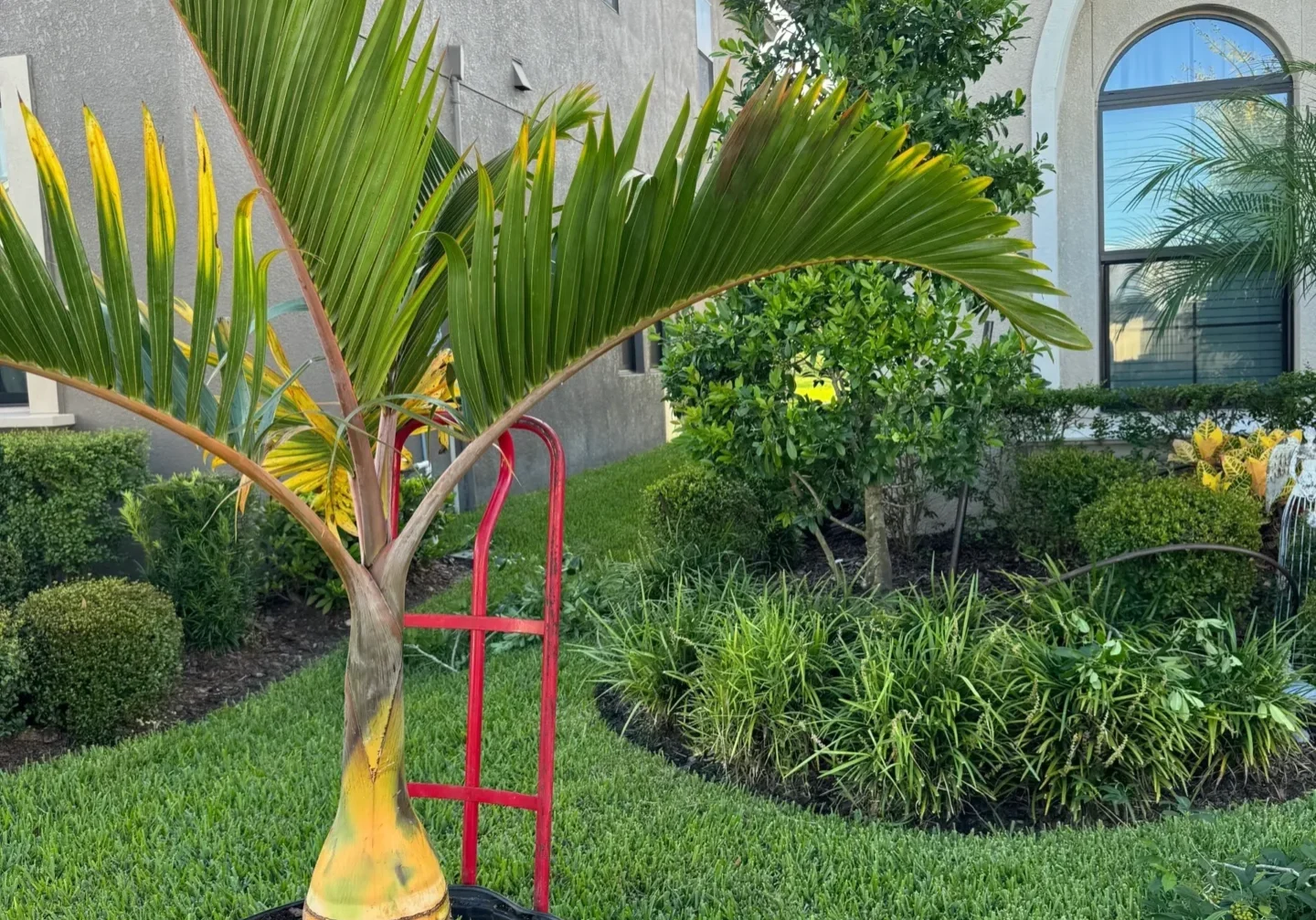 Young palm tree growing in a black pot outdoors.
