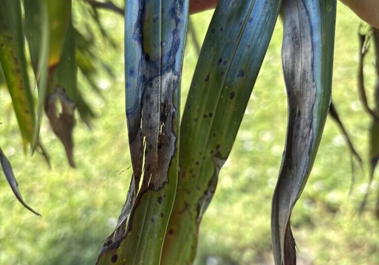 Close-up of damaged spotted palm-like leaves