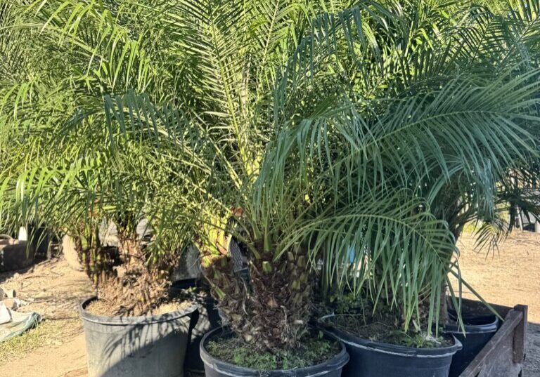 Young potted palms in outdoor nursery